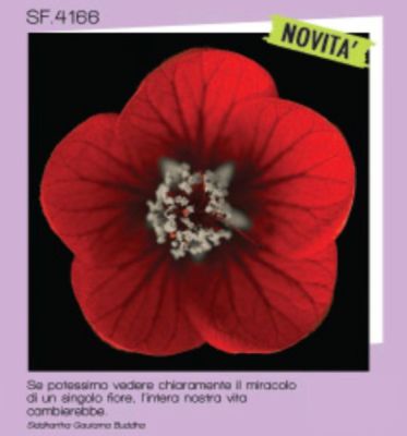 ARMONY biglietto auguri quadrato MIRACOLO DI UN SINGOLO FIORE